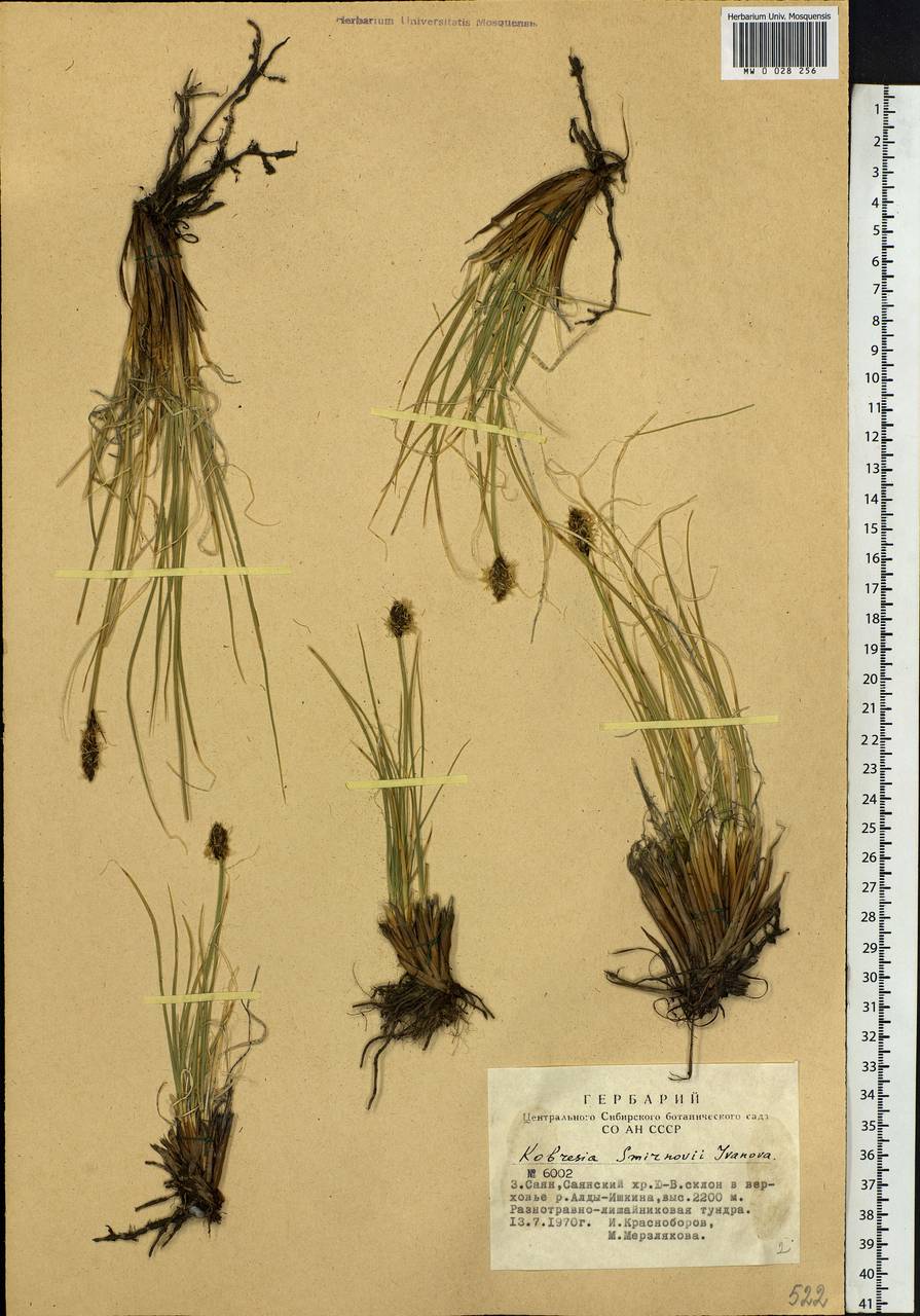 Carex borealipolaris S.R.Zhang, Siberia, Altai & Sayany Mountains (S2) (Russia)