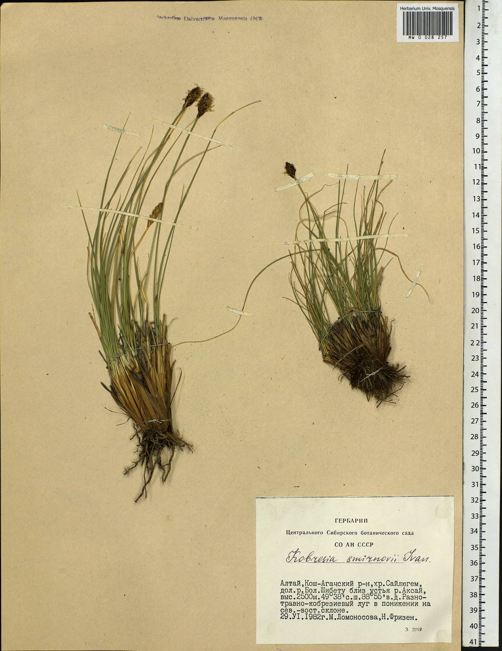Carex borealipolaris S.R.Zhang, Siberia, Altai & Sayany Mountains (S2) (Russia)
