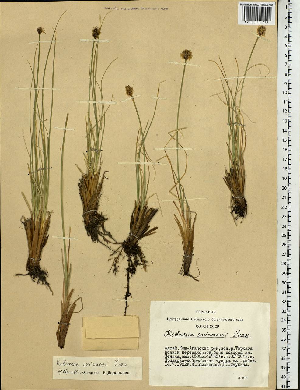 Carex borealipolaris S.R.Zhang, Siberia, Altai & Sayany Mountains (S2) (Russia)