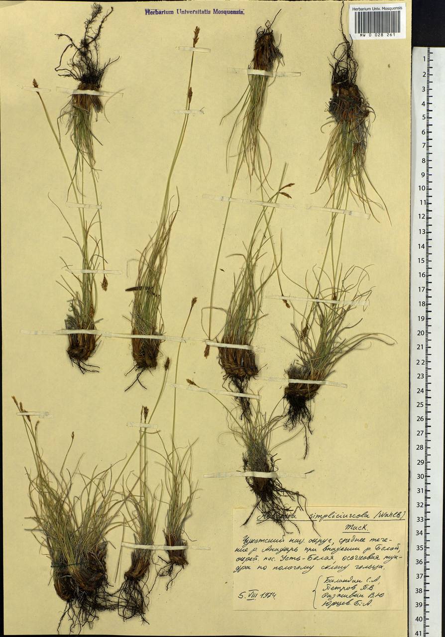 Carex simpliciuscula Wahlenb., Siberia, Chukotka & Kamchatka (S7) (Russia)