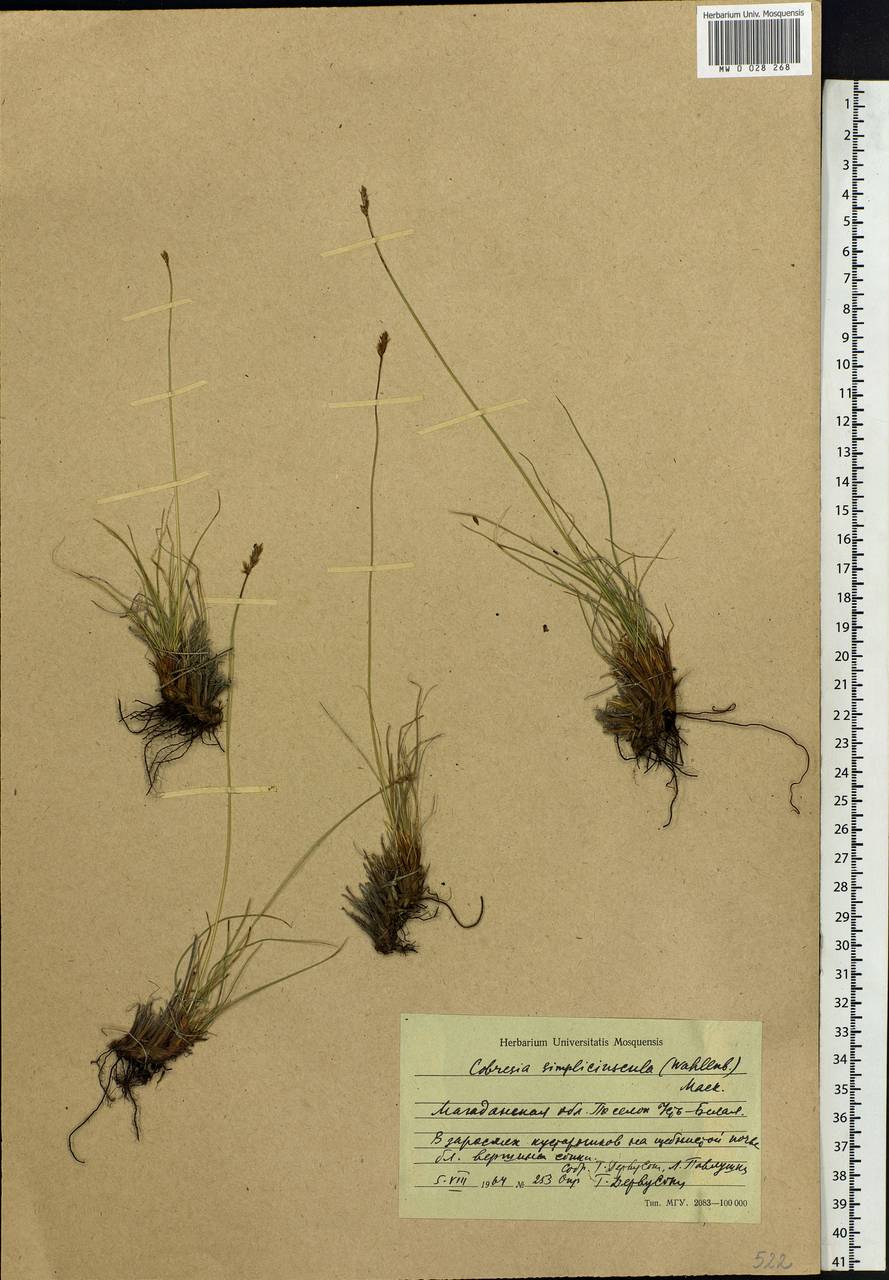 Carex simpliciuscula Wahlenb., Siberia, Chukotka & Kamchatka (S7) (Russia)