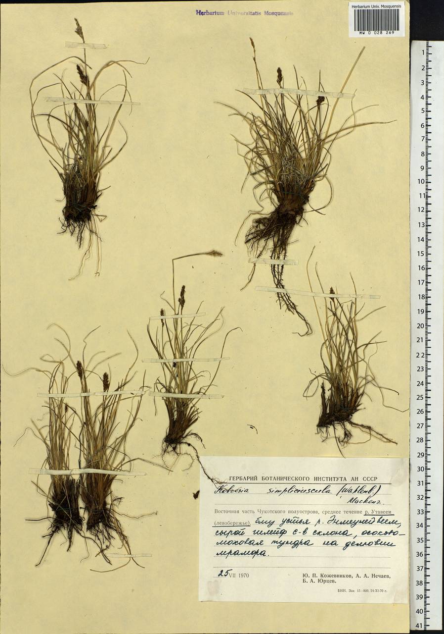Carex simpliciuscula Wahlenb., Siberia, Chukotka & Kamchatka (S7) (Russia)
