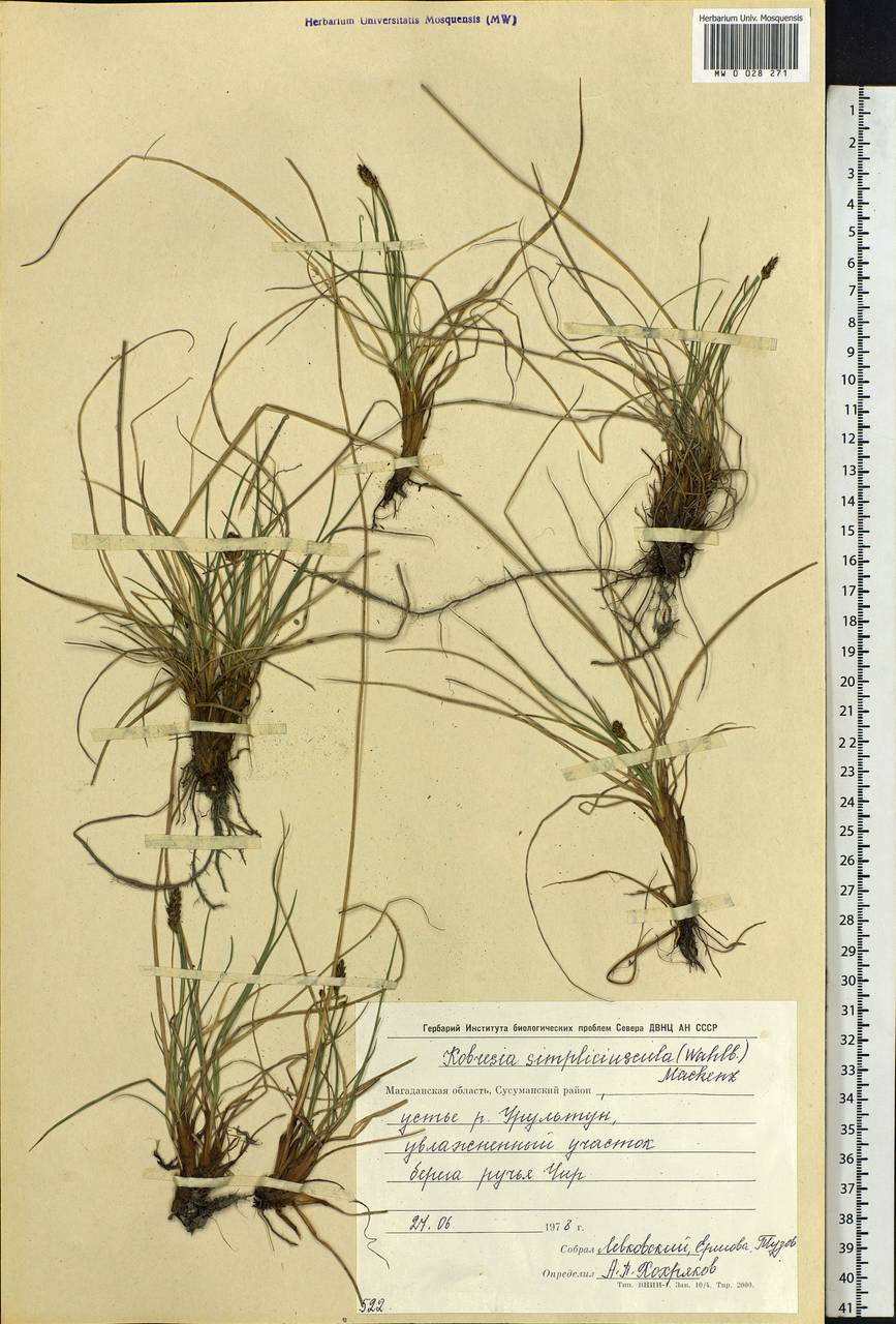 Carex simpliciuscula Wahlenb., Siberia, Chukotka & Kamchatka (S7) (Russia)