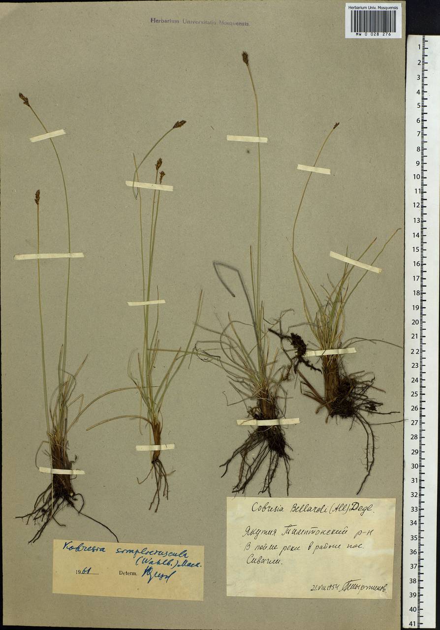 Carex simpliciuscula Wahlenb., Siberia, Yakutia (S5) (Russia)
