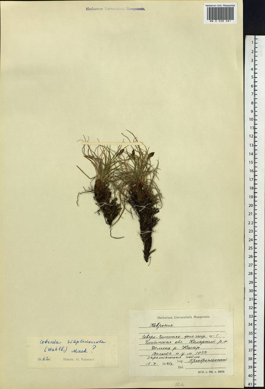 Carex simpliciuscula Wahlenb., Siberia, Baikal & Transbaikal region (S4) (Russia)