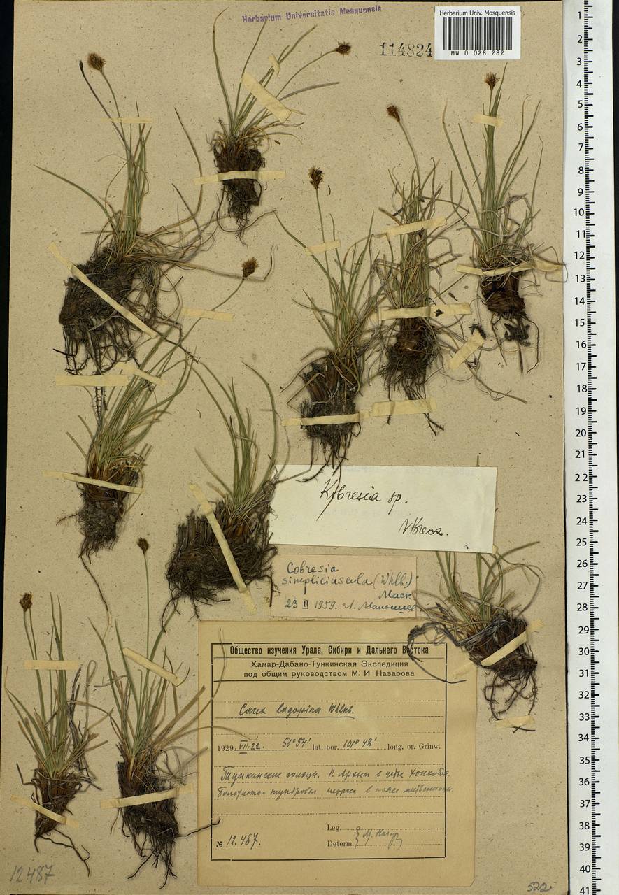 Carex simpliciuscula Wahlenb., Siberia, Baikal & Transbaikal region (S4) (Russia)
