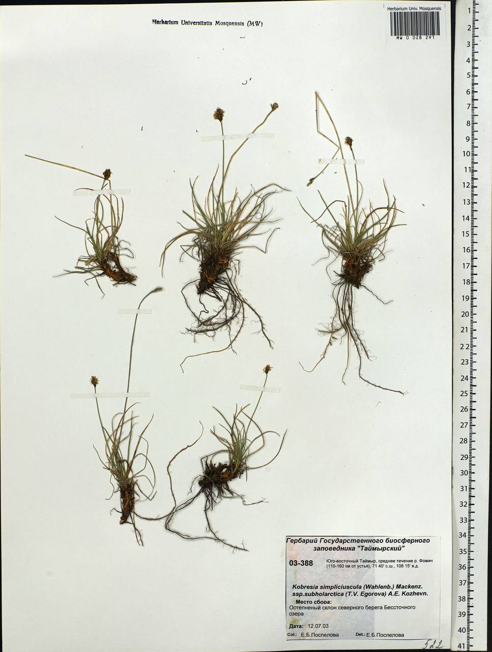 Carex simpliciuscula Wahlenb., Siberia, Central Siberia (S3) (Russia)