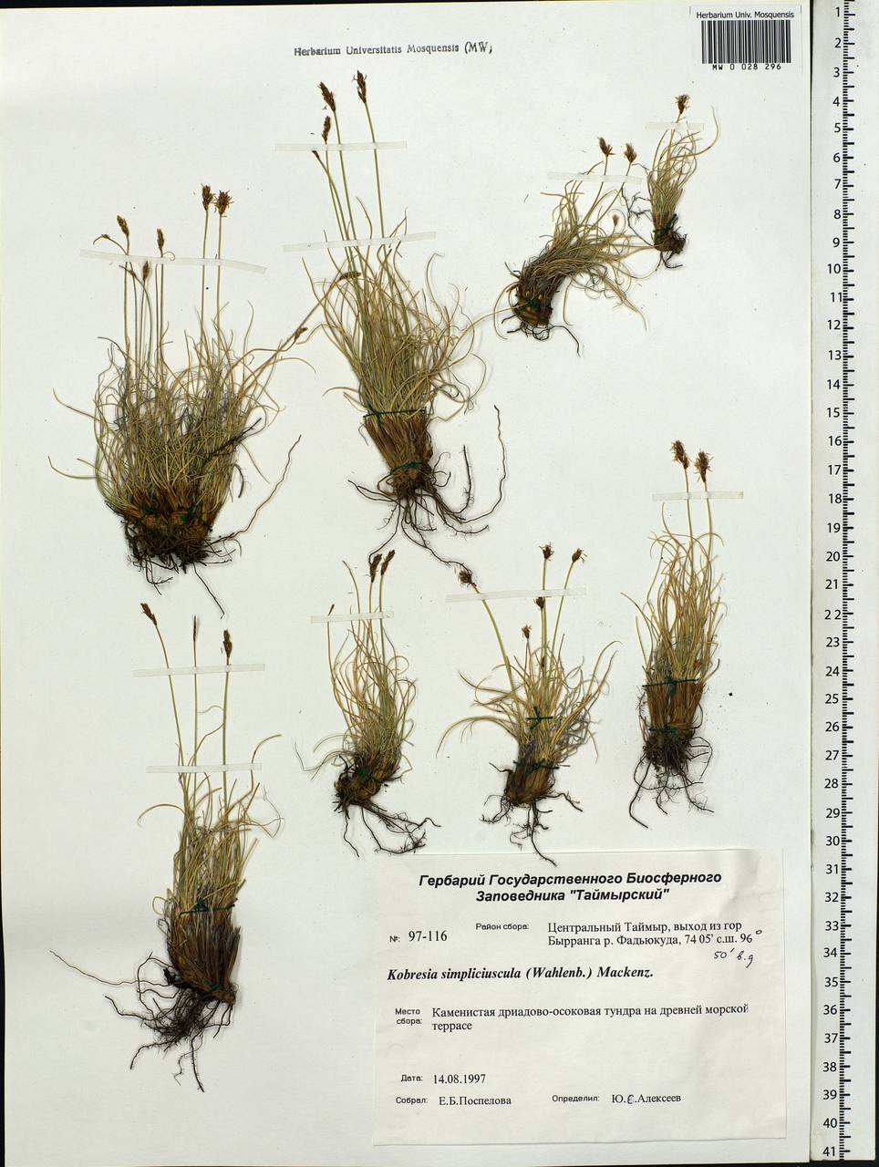 Carex simpliciuscula Wahlenb., Siberia, Central Siberia (S3) (Russia)