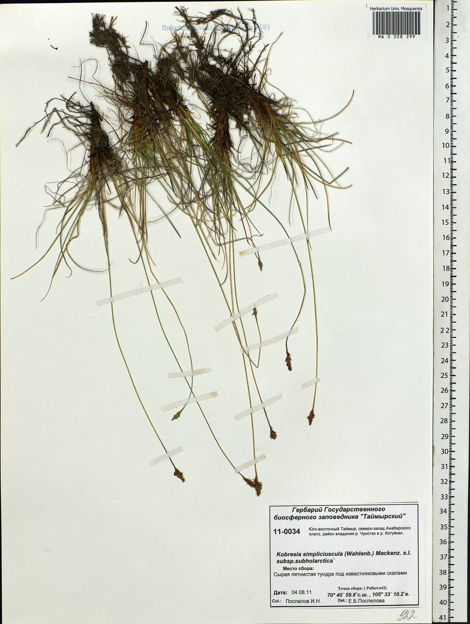 Carex simpliciuscula Wahlenb., Siberia, Central Siberia (S3) (Russia)