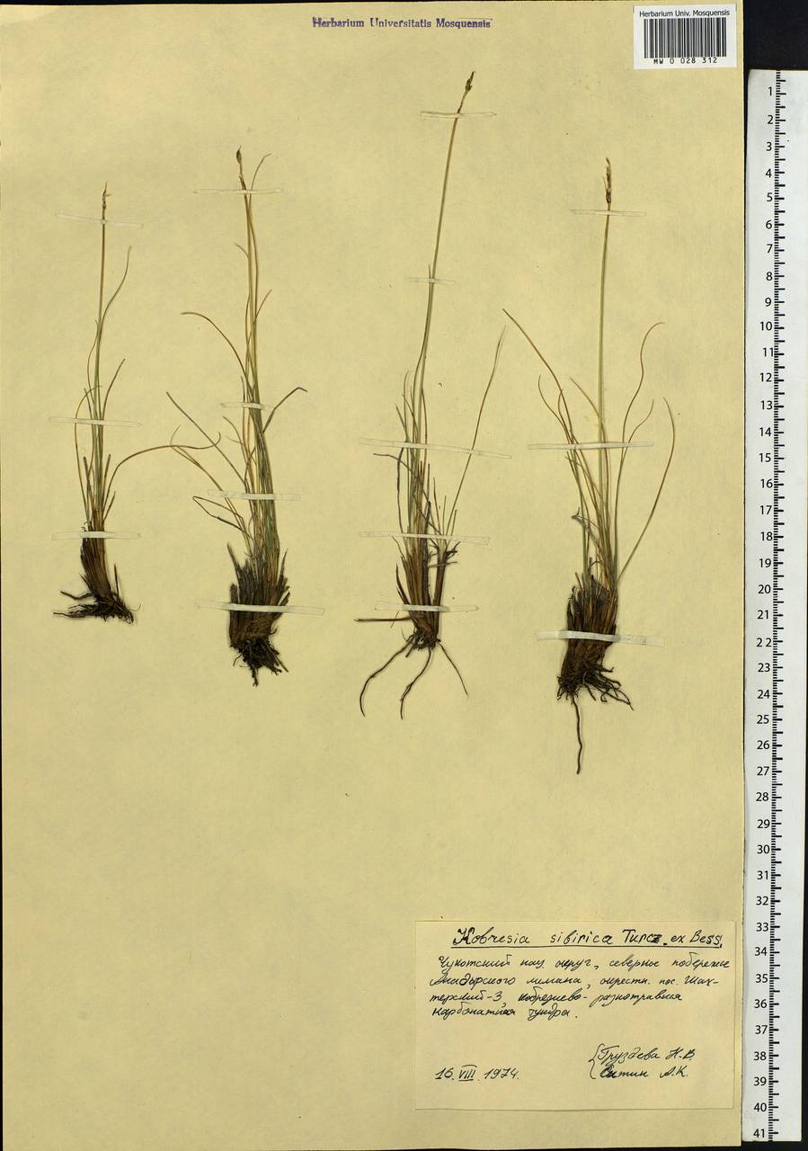 Carex borealipolaris S.R.Zhang, Siberia, Chukotka & Kamchatka (S7) (Russia)