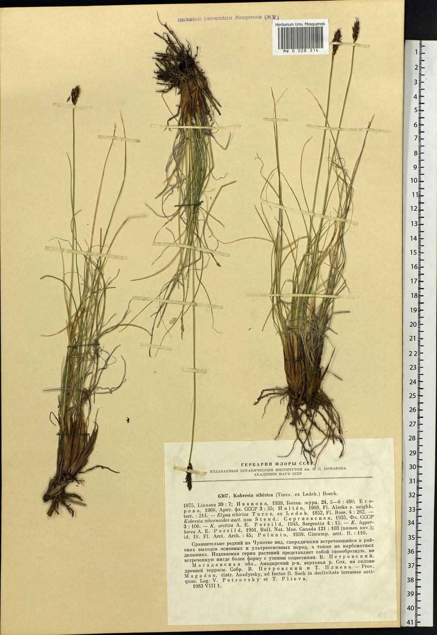 Carex borealipolaris S.R.Zhang, Siberia, Chukotka & Kamchatka (S7) (Russia)