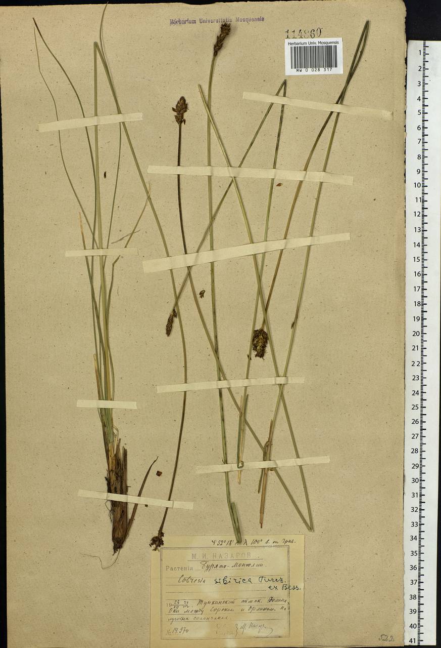 Carex borealipolaris S.R.Zhang, Siberia, Baikal & Transbaikal region (S4) (Russia)