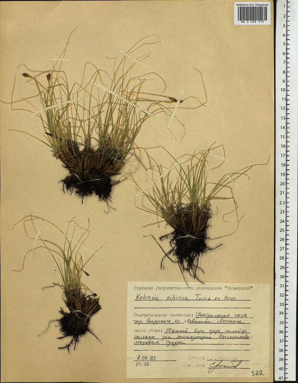 Carex borealipolaris S.R.Zhang, Siberia, Central Siberia (S3) (Russia)