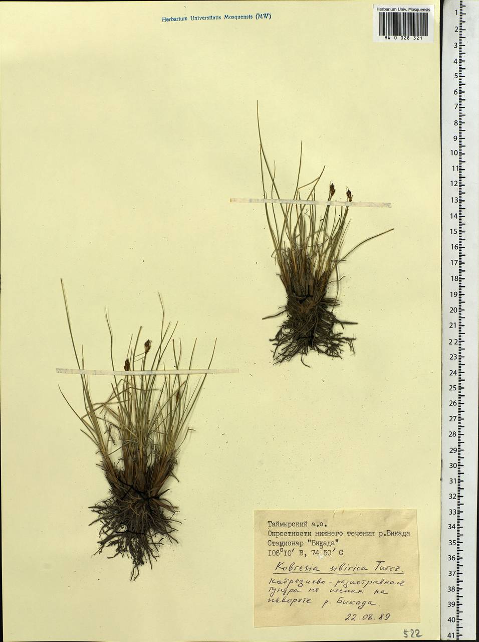 Carex borealipolaris S.R.Zhang, Siberia, Central Siberia (S3) (Russia)