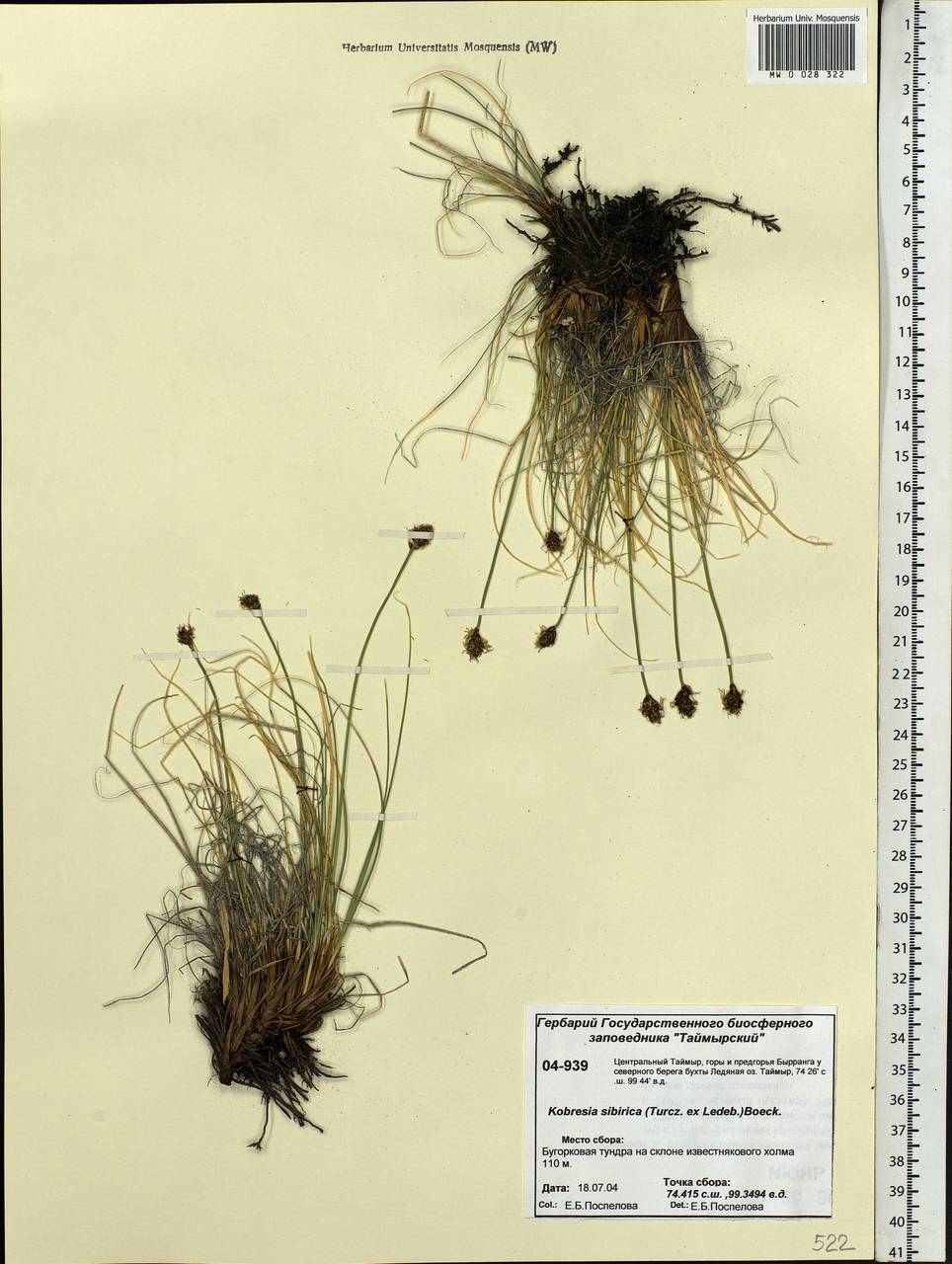 Carex borealipolaris S.R.Zhang, Siberia, Central Siberia (S3) (Russia)