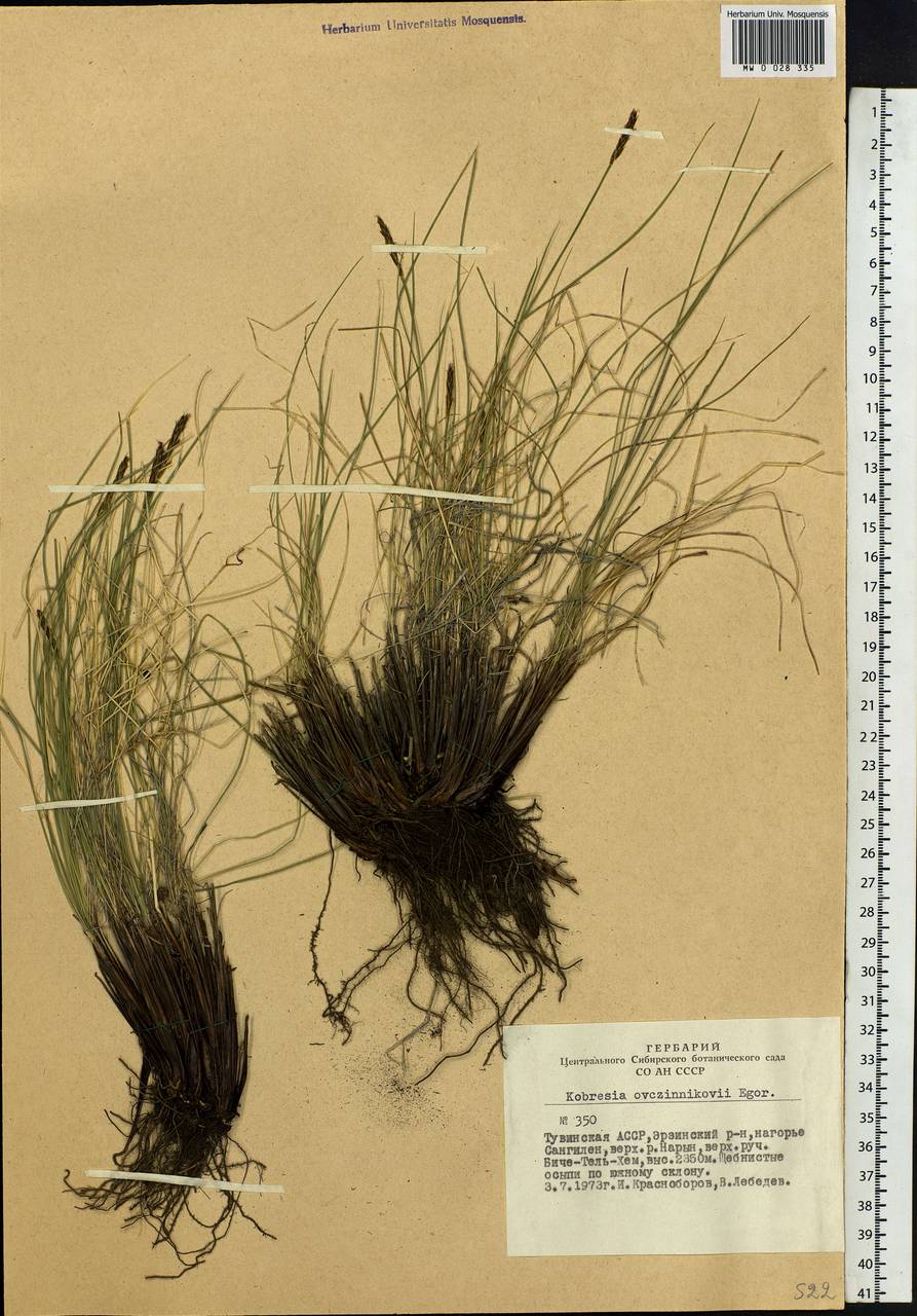 Kobresia capillifolia (Decne.) C.B.Clarke, Siberia, Altai & Sayany Mountains (S2) (Russia)