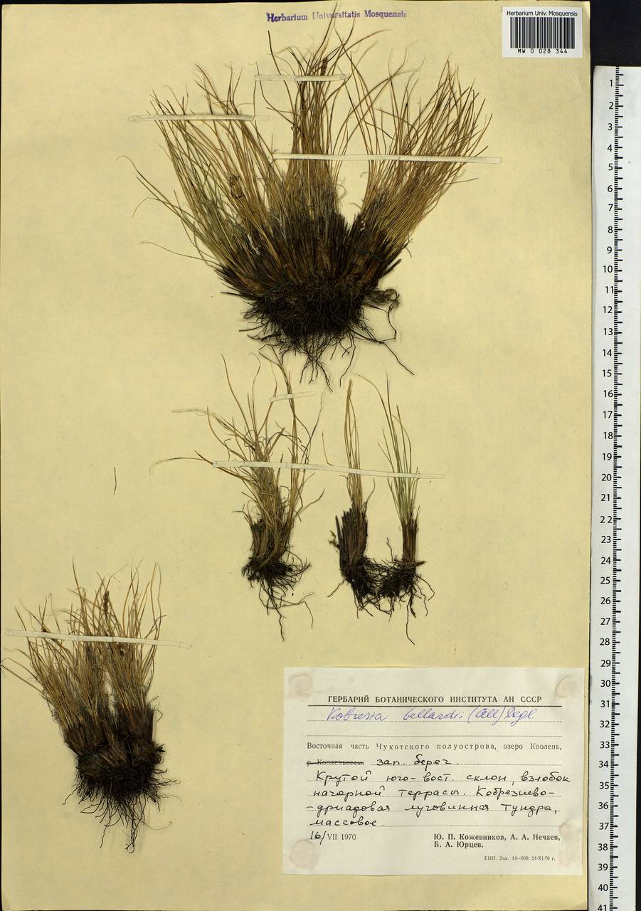 Carex myosuroides Vill., Siberia, Chukotka & Kamchatka (S7) (Russia)