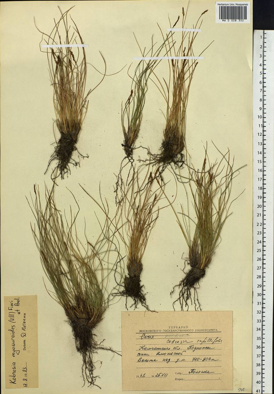 Carex myosuroides Vill., Siberia, Chukotka & Kamchatka (S7) (Russia)