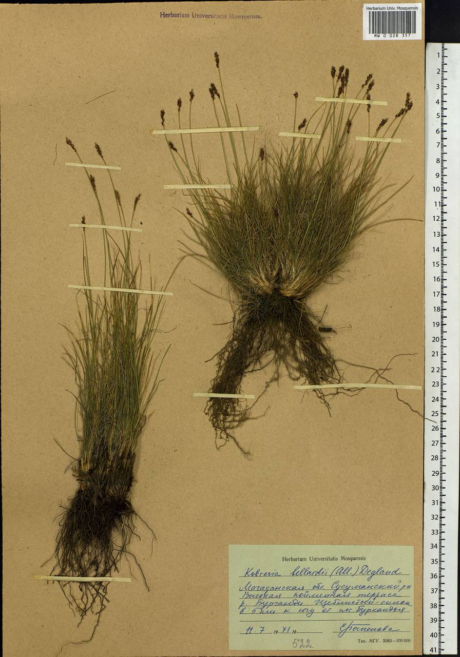 Carex myosuroides Vill., Siberia, Chukotka & Kamchatka (S7) (Russia)