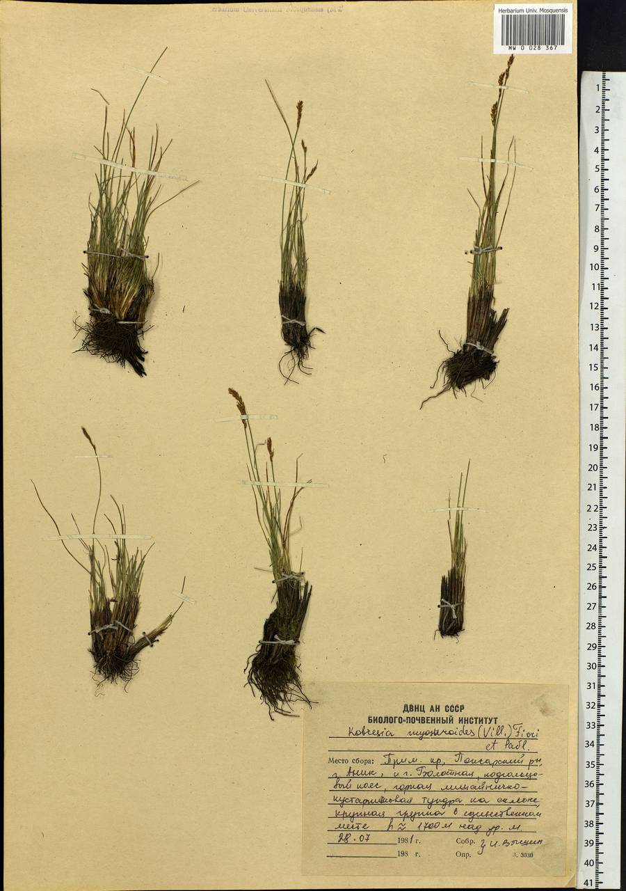 Carex myosuroides Vill., Siberia, Russian Far East (S6) (Russia)