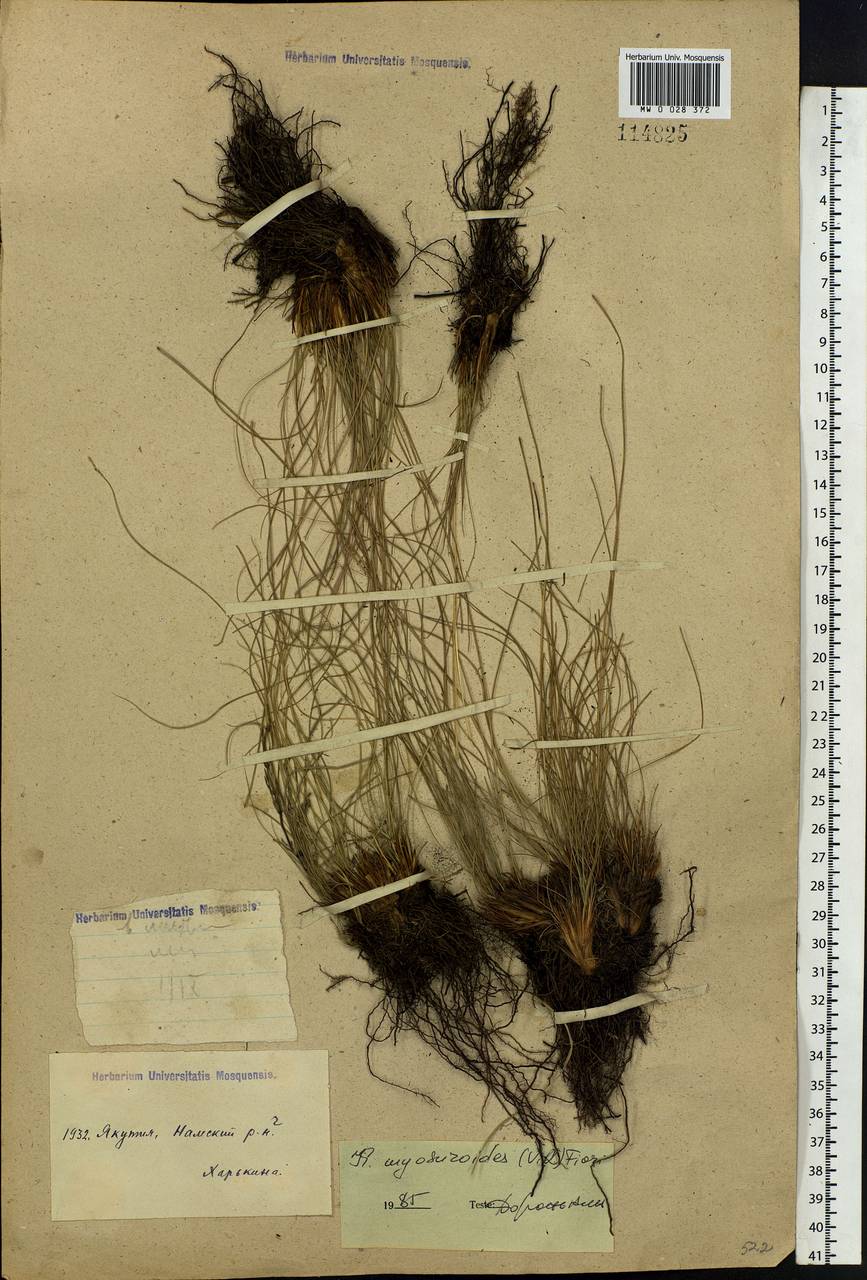 Carex myosuroides Vill., Siberia, Yakutia (S5) (Russia)