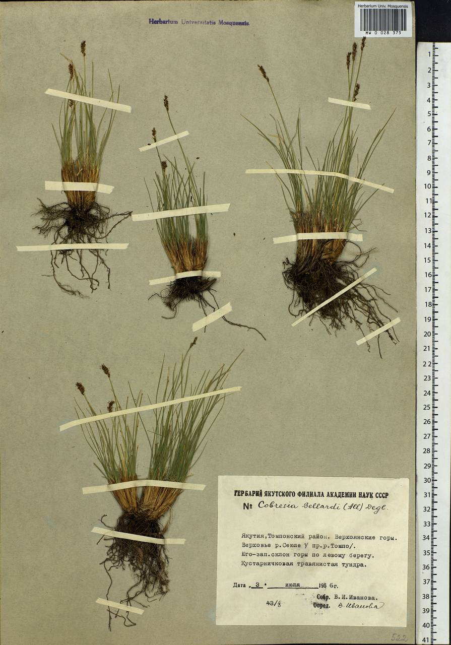 Carex myosuroides Vill., Siberia, Yakutia (S5) (Russia)