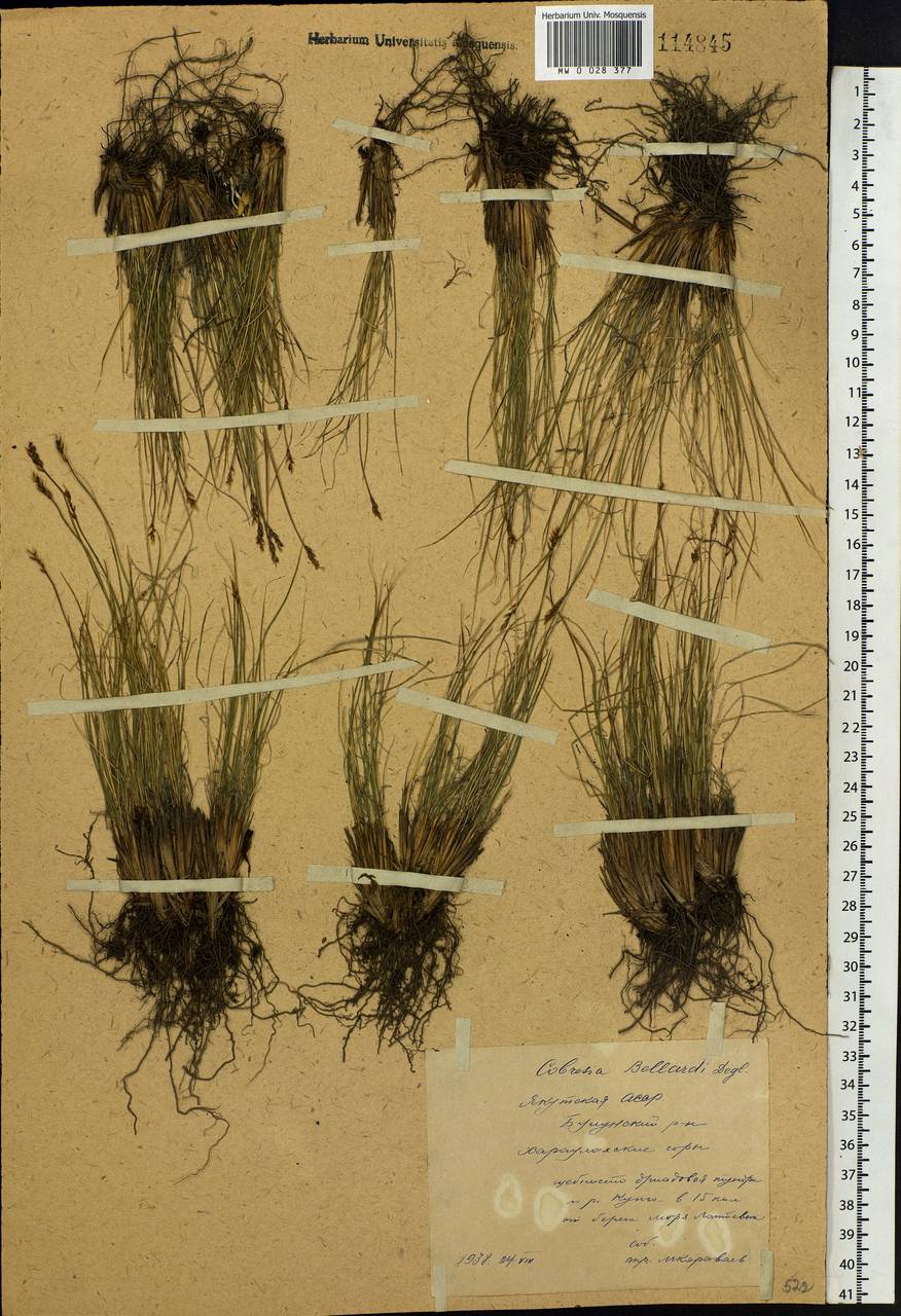 Carex myosuroides Vill., Siberia, Yakutia (S5) (Russia)