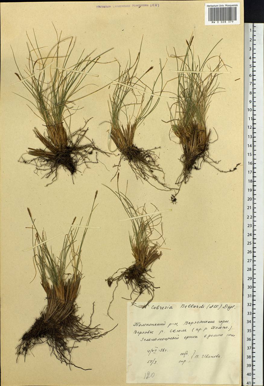 Carex myosuroides Vill., Siberia, Yakutia (S5) (Russia)