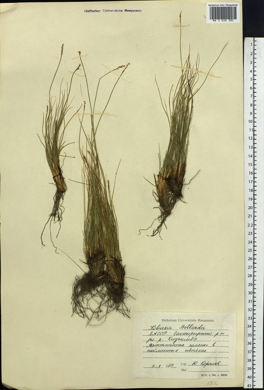 Carex myosuroides Vill., Siberia, Yakutia (S5) (Russia)