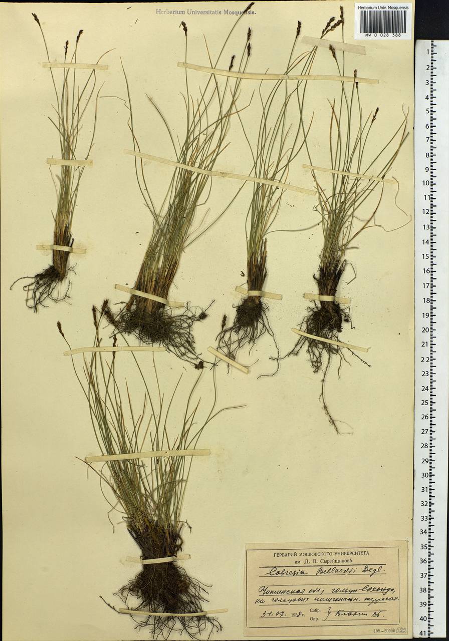 Carex myosuroides Vill., Siberia, Baikal & Transbaikal region (S4) (Russia)