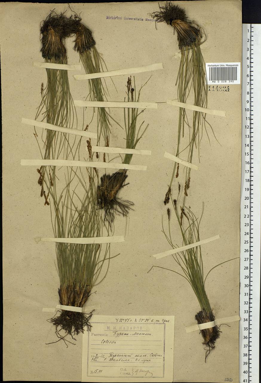 Carex myosuroides Vill., Siberia, Baikal & Transbaikal region (S4) (Russia)