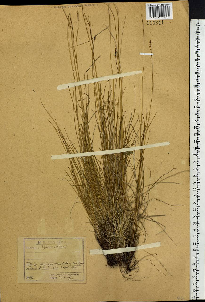 Carex myosuroides Vill., Siberia, Baikal & Transbaikal region (S4) (Russia)