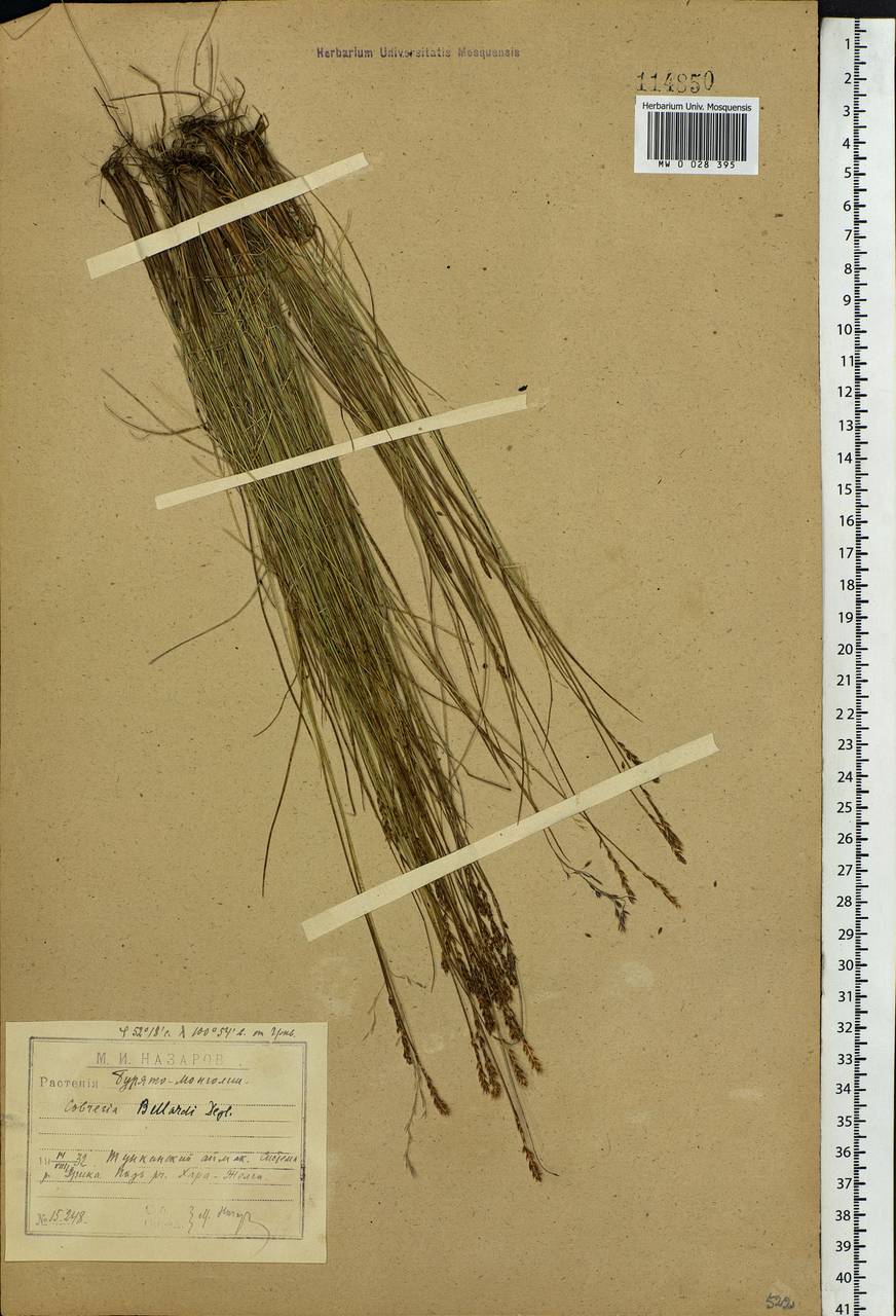 Carex myosuroides Vill., Siberia, Baikal & Transbaikal region (S4) (Russia)