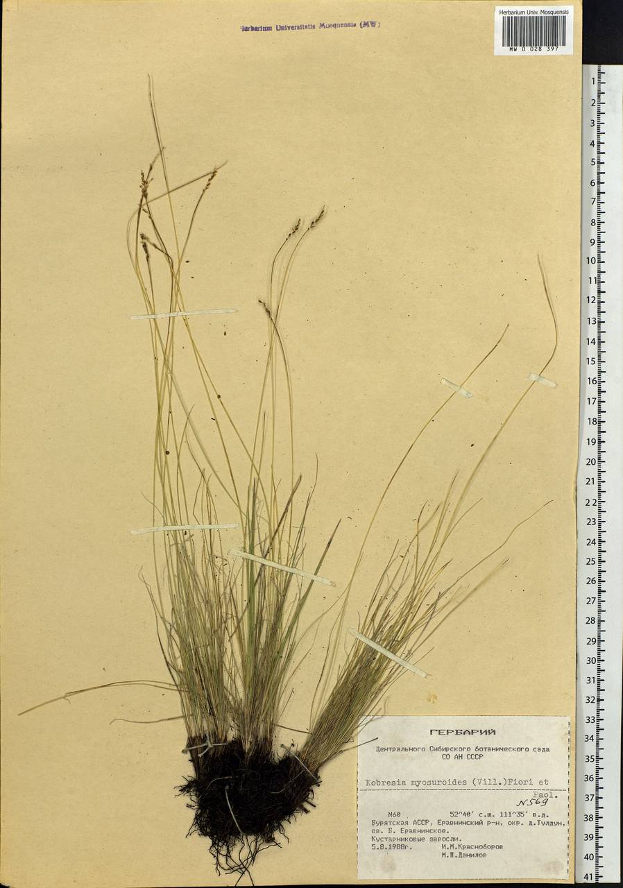 Carex myosuroides Vill., Siberia, Baikal & Transbaikal region (S4) (Russia)