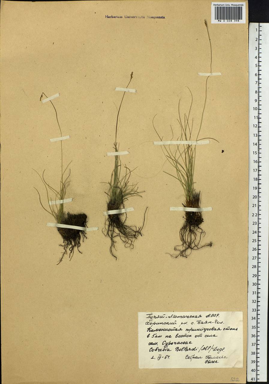 Carex myosuroides Vill., Siberia, Baikal & Transbaikal region (S4) (Russia)