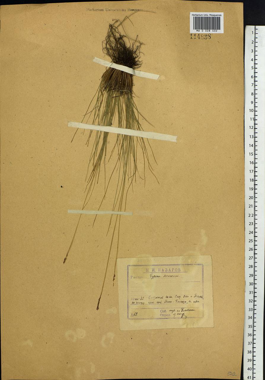 Carex myosuroides Vill., Siberia, Baikal & Transbaikal region (S4) (Russia)