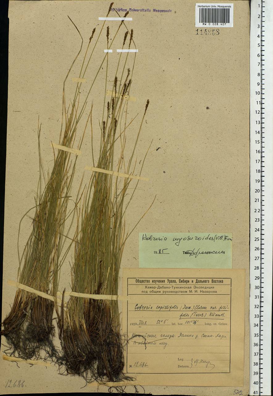 Carex myosuroides Vill., Siberia, Baikal & Transbaikal region (S4) (Russia)