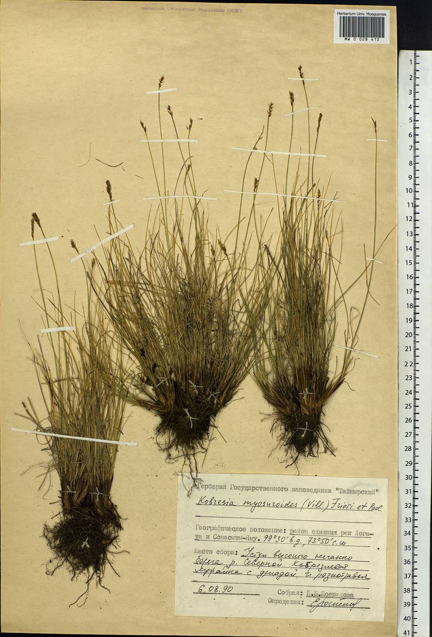 Carex myosuroides Vill., Siberia, Central Siberia (S3) (Russia)