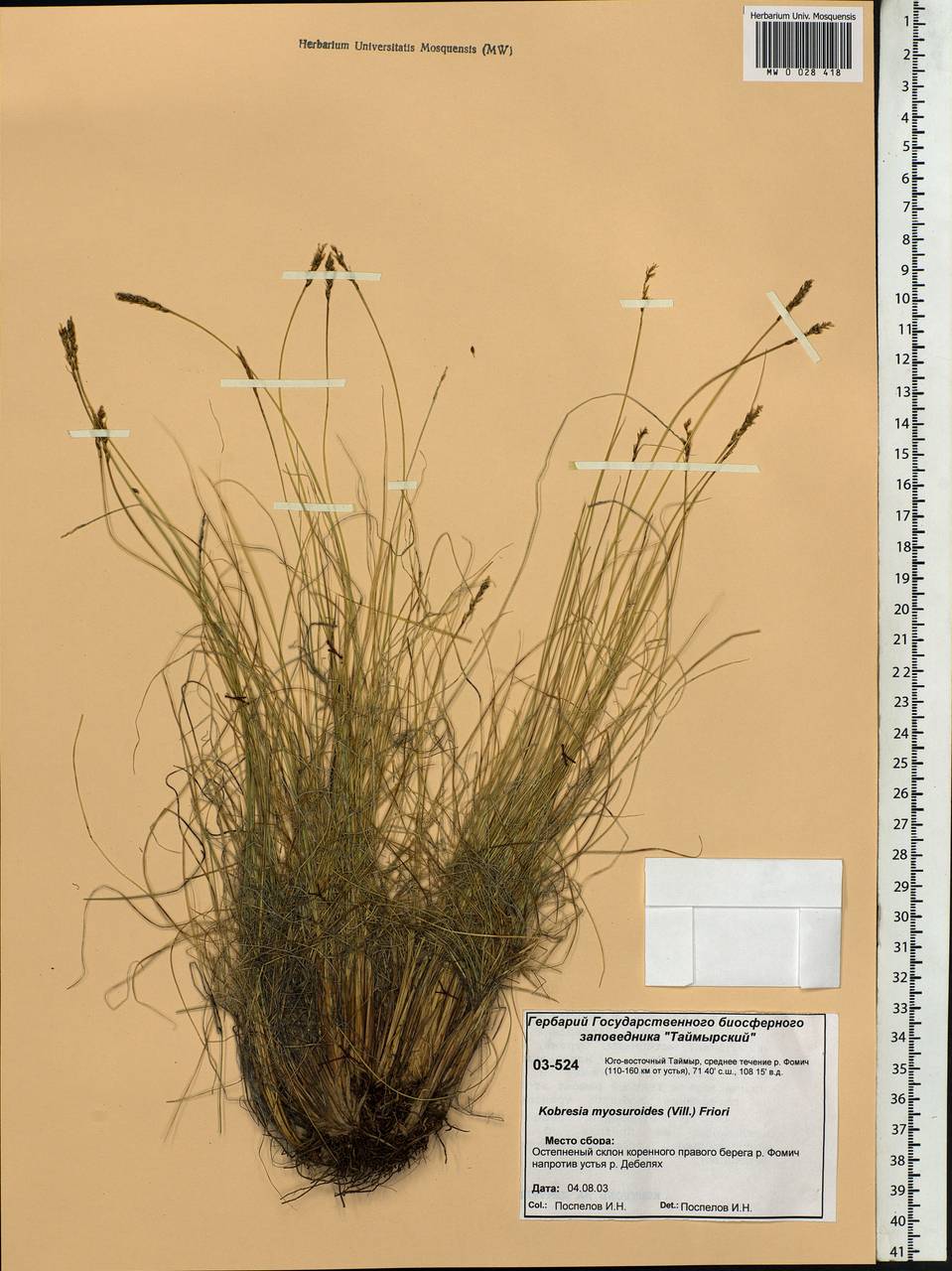 Carex myosuroides Vill., Siberia, Central Siberia (S3) (Russia)