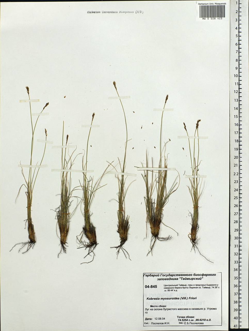 Carex myosuroides Vill., Siberia, Central Siberia (S3) (Russia)