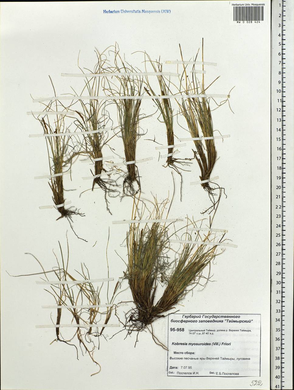 Carex myosuroides Vill., Siberia, Central Siberia (S3) (Russia)