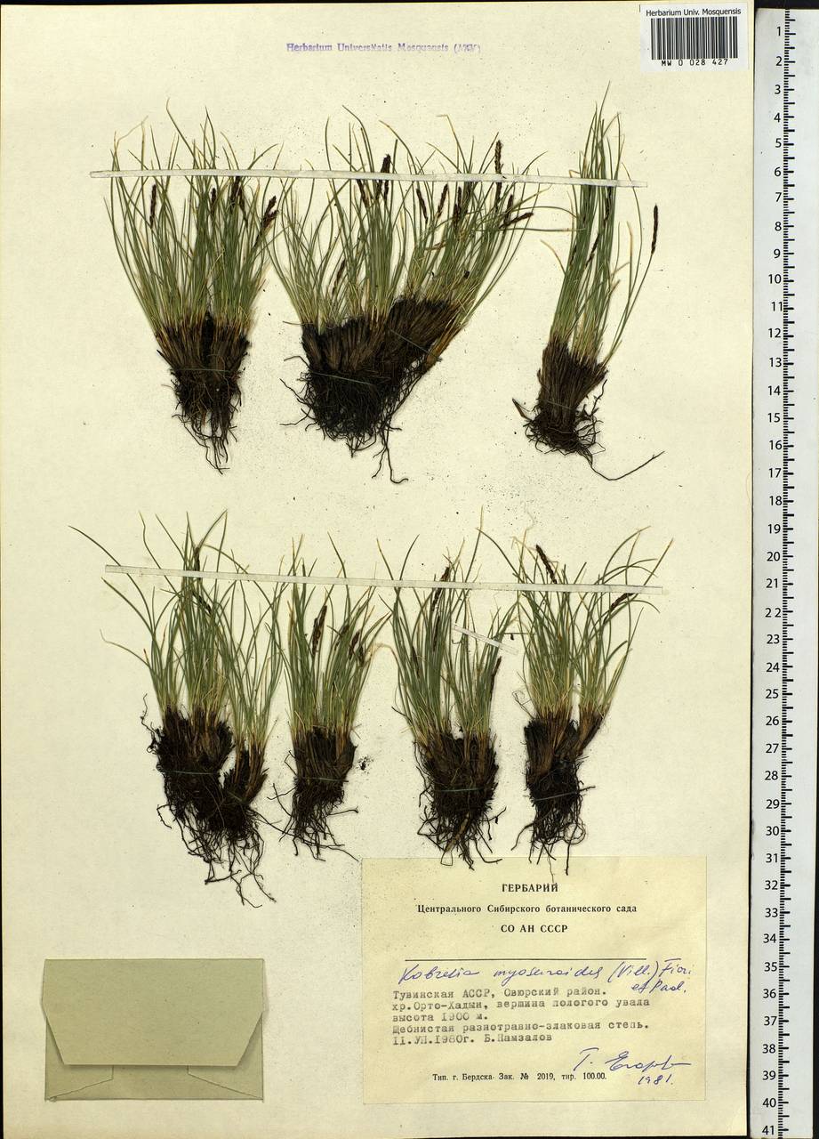 Carex myosuroides Vill., Siberia, Altai & Sayany Mountains (S2) (Russia)