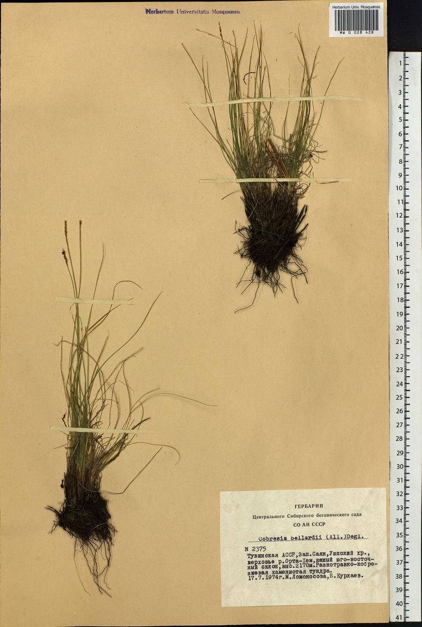 Carex myosuroides Vill., Siberia, Altai & Sayany Mountains (S2) (Russia)