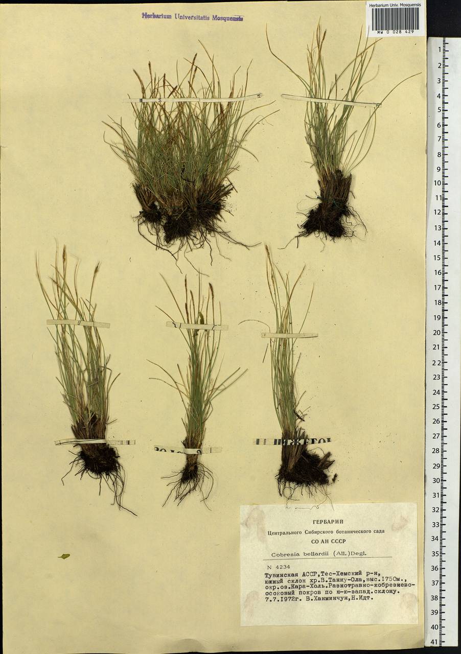 Carex myosuroides Vill., Siberia, Altai & Sayany Mountains (S2) (Russia)