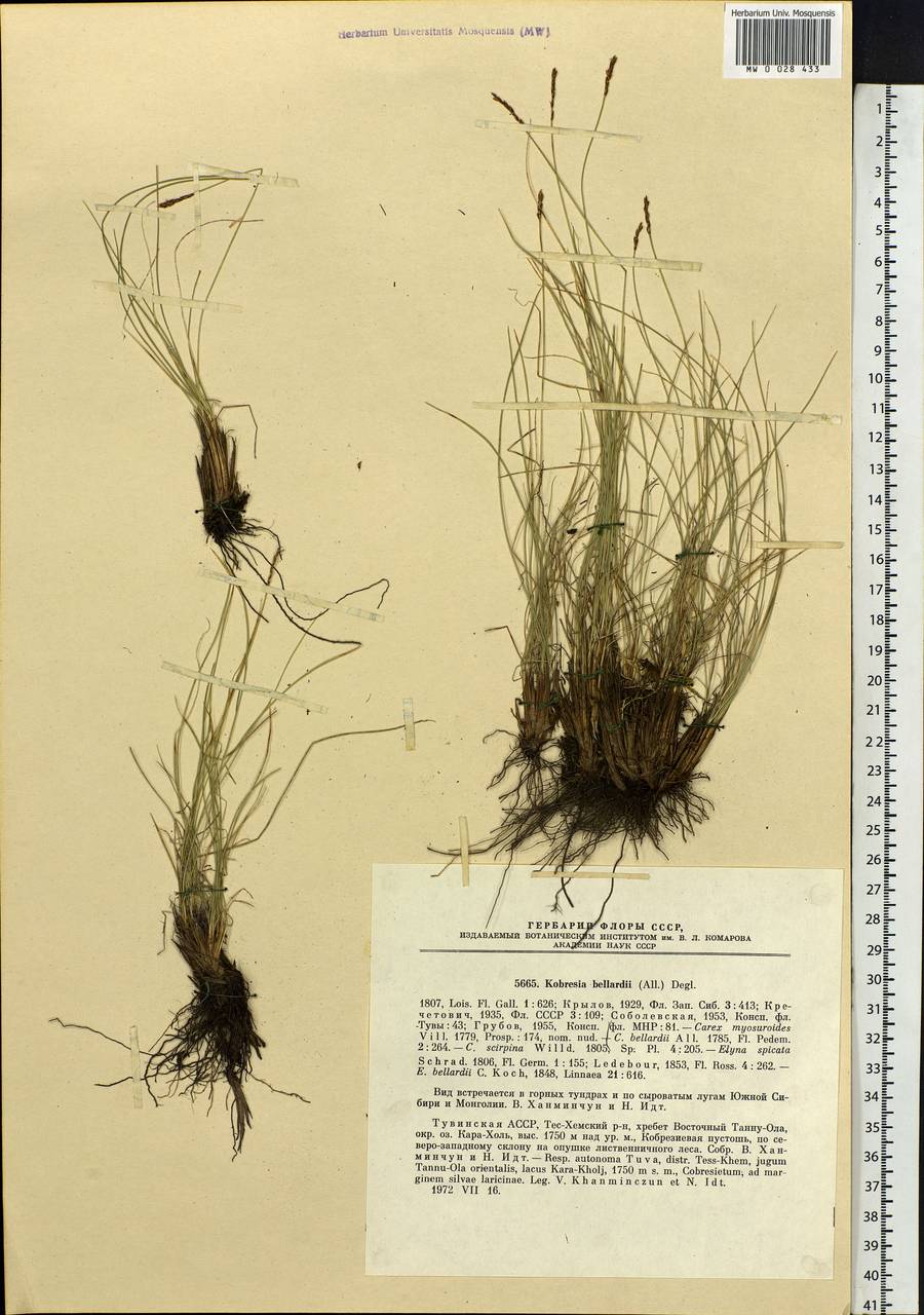 Carex myosuroides Vill., Siberia, Altai & Sayany Mountains (S2) (Russia)