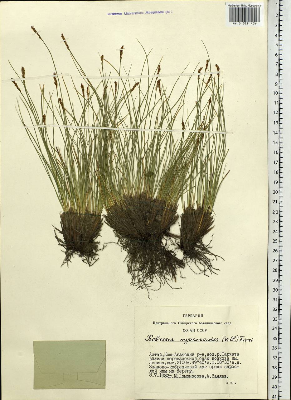 Carex myosuroides Vill., Siberia, Altai & Sayany Mountains (S2) (Russia)