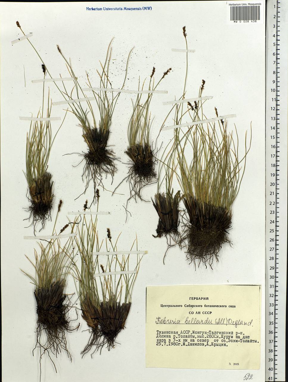 Carex myosuroides Vill., Siberia, Altai & Sayany Mountains (S2) (Russia)