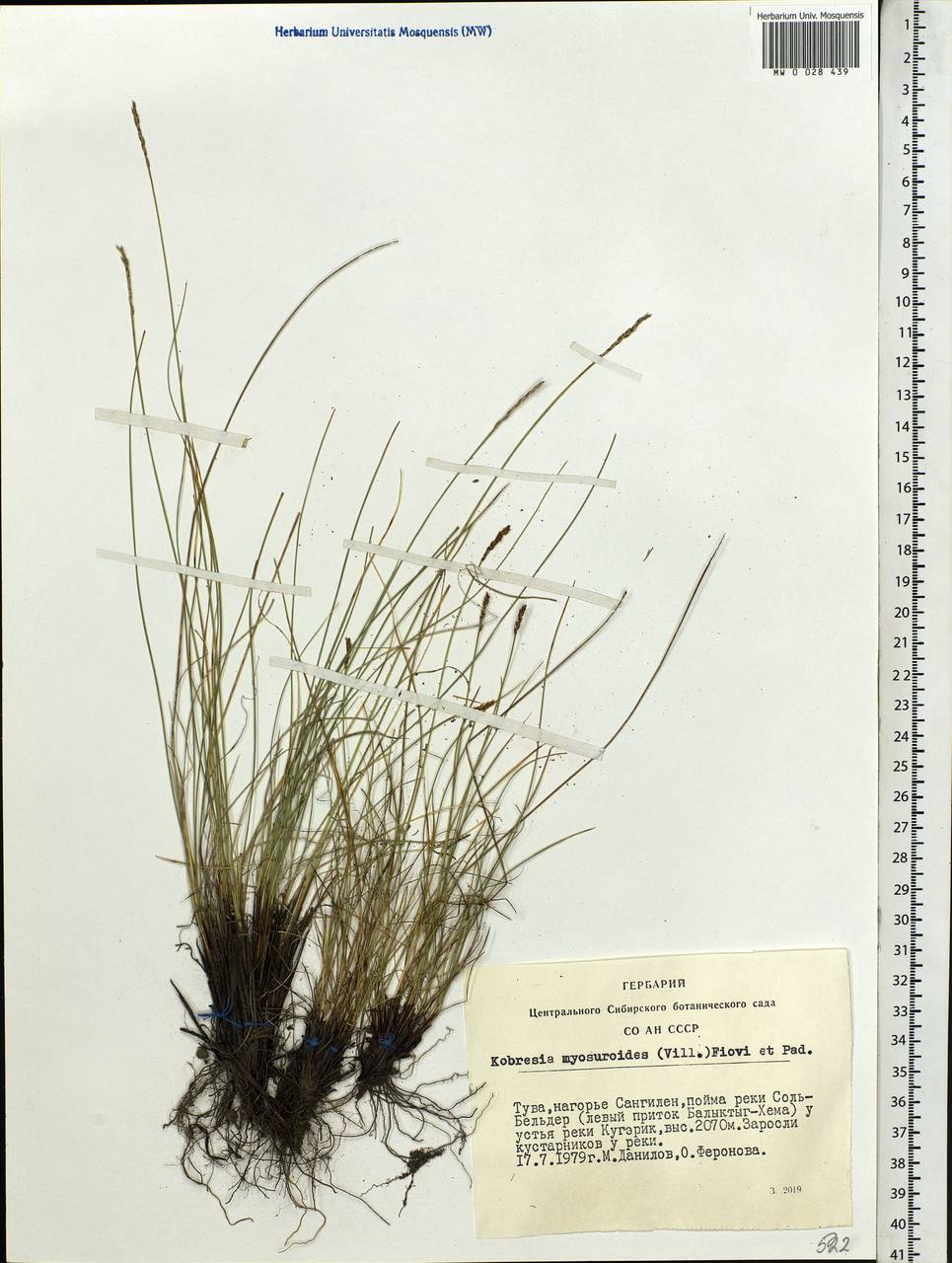 Carex myosuroides Vill., Siberia, Altai & Sayany Mountains (S2) (Russia)