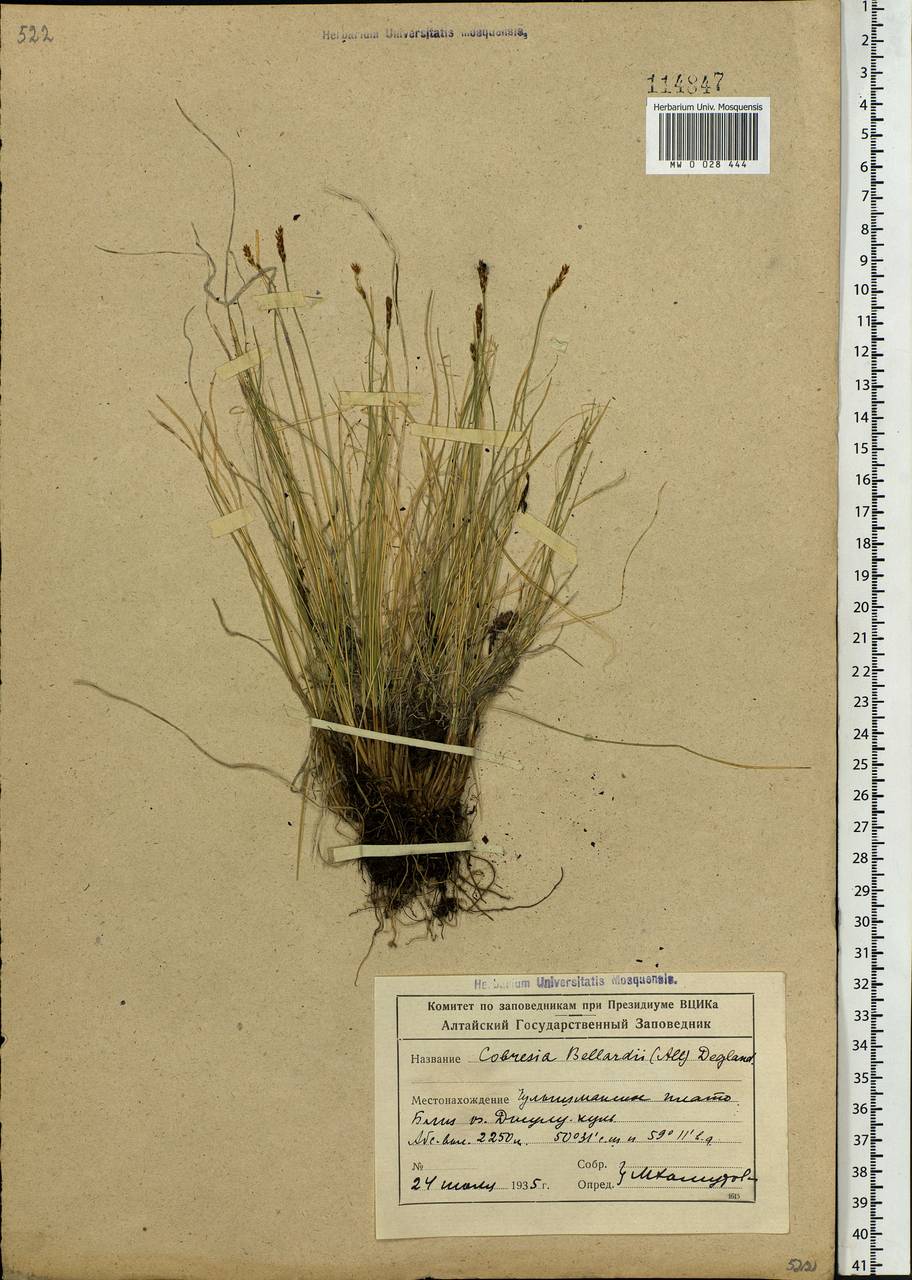 Carex myosuroides Vill., Siberia, Altai & Sayany Mountains (S2) (Russia)