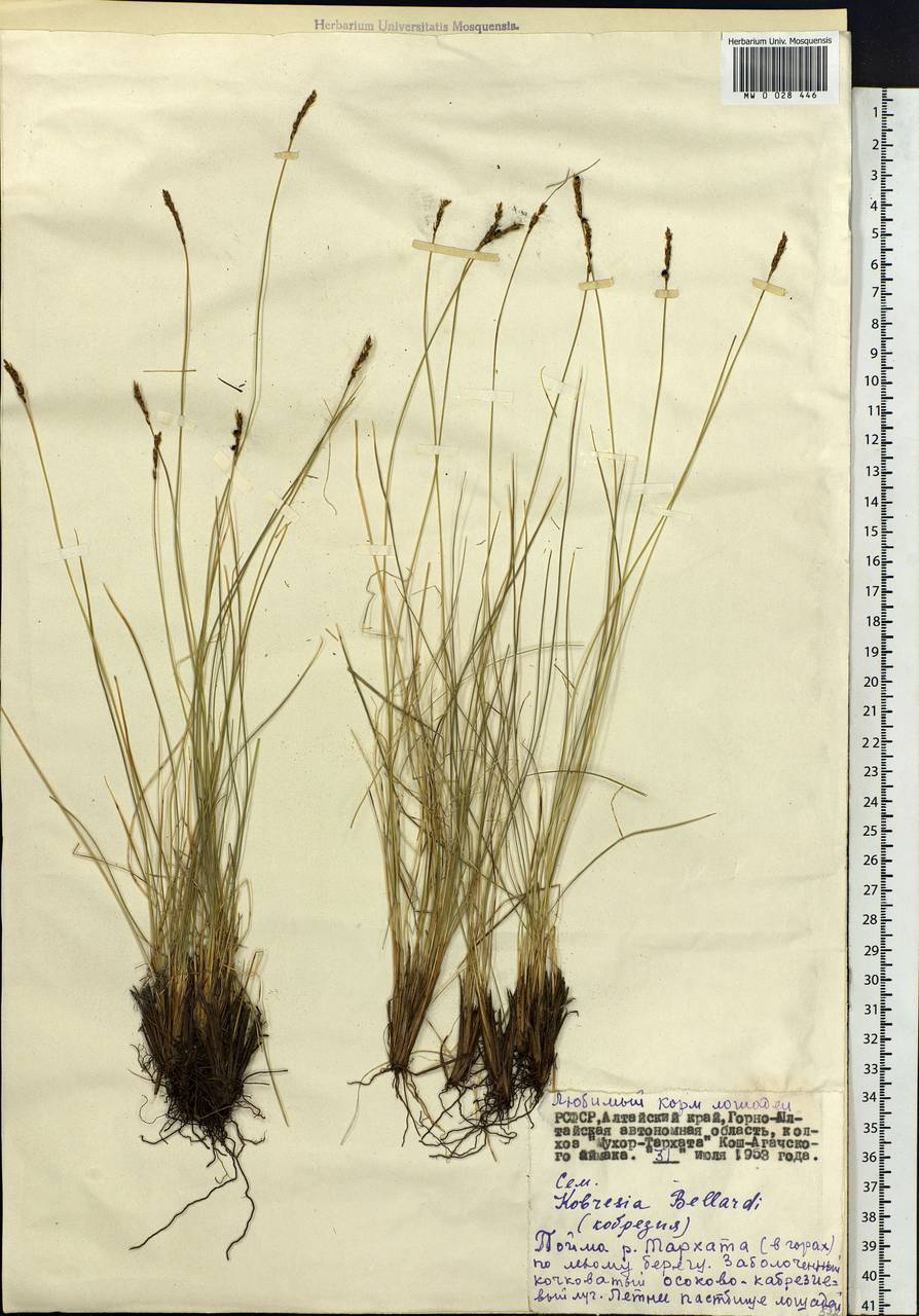 Carex myosuroides Vill., Siberia, Altai & Sayany Mountains (S2) (Russia)